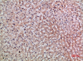 ERLIN1/2 rabbit pAb