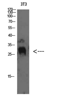 TIMP-4 rabbit pAb Antibody