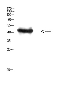 RCC1 rabbit pAb