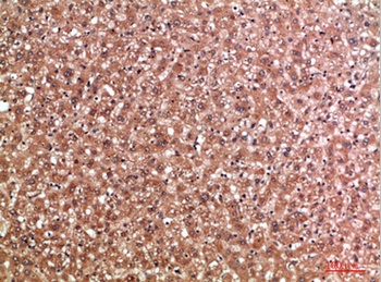 MBL-C antibody