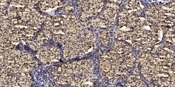 CSH1 rabbit pAb