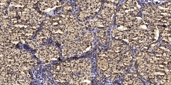 CSH1 antibody