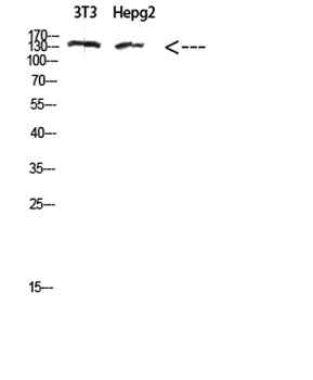 COL17A1 rabbit pAb