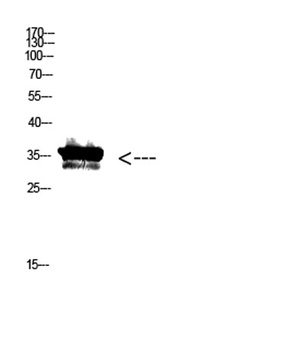 Pan myristoylation rabbit pAb Antibody