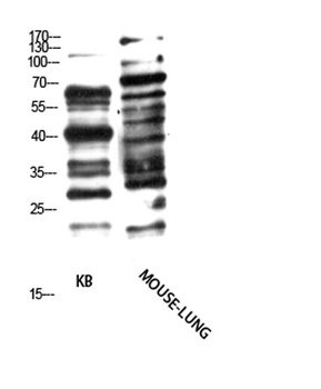 Pan glycine myristoylation rabbit pAb Antibody