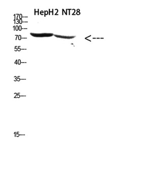 RSK3 rabbit pAb