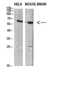 GABA T-1 rabbit pAb Antibody