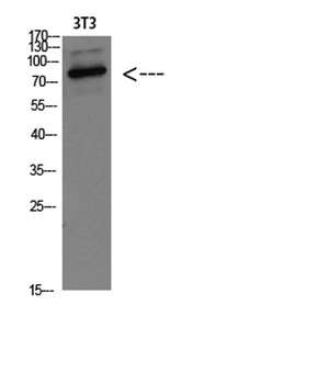 GRP78 BiP antibody