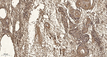 RPA14 rabbit pAb Antibody