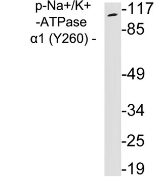 Sodium Potassium ATPase alpha-1 (Phospho-Tyr260) antibody