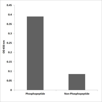 PRC1 (Phospho-Thr481) antibody