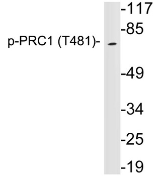 PRC1 (Phospho-Thr481) antibody