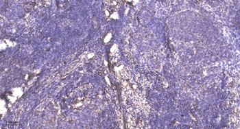 PRC1 (Phospho-Thr481) antibody