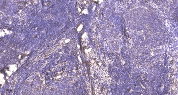 PRC1(Phospho-Thr481)rabbit pAb