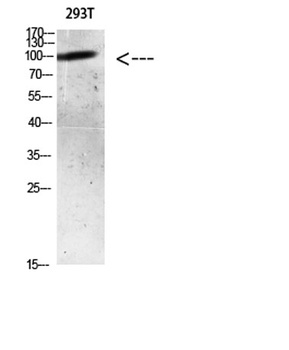 AR (Acetyl Lys633) rabbit pAb Antibody