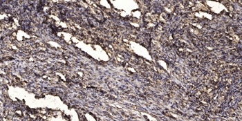 Keratin-pan rabbit pAb
