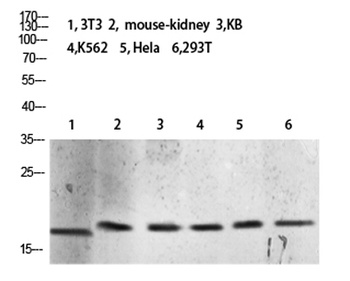 Histone H3 (Tri-Methyl-K10) rabbit pAb