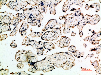 DDT antibody