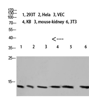 Cystatin A rabbit pAb