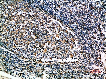 Cystatin A rabbit pAb