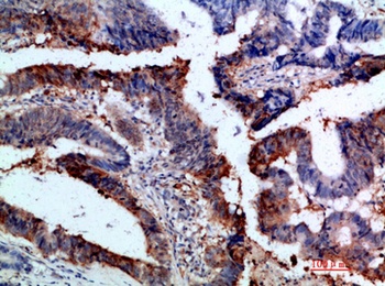 Integrin α1 rabbit pAb