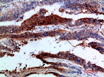 Integrin α1 rabbit pAb