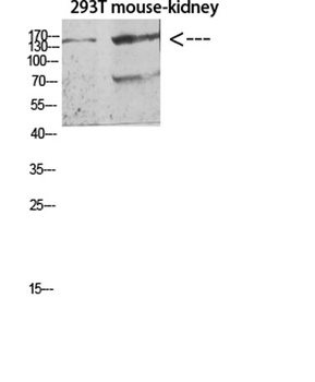 Flt-4 rabbit pAb Antibody