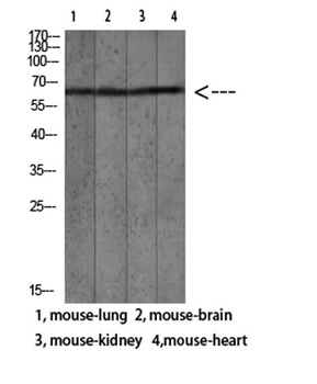 Mac-2BP rabbit pAb Antibody