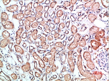 CD1B rabbit pAb