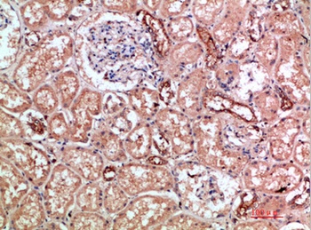 CD11b rabbit pAb