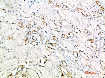 CD297 antibody