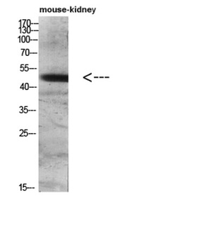DC-LAMP rabbit pAb Antibody