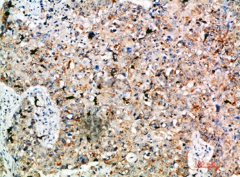 DC-LAMP rabbit pAb Antibody