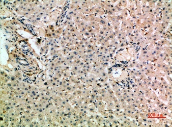 CD204 antibody