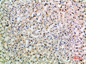 CD299 rabbit pAb
