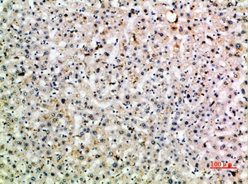 CD299 antibody