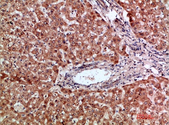 MIP-3α rabbit pAb