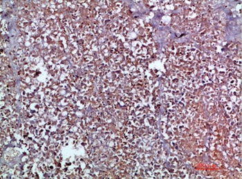 MIP-3α rabbit pAb