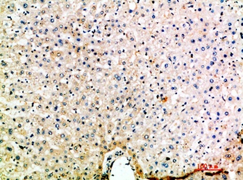 MIP-5 rabbit pAb