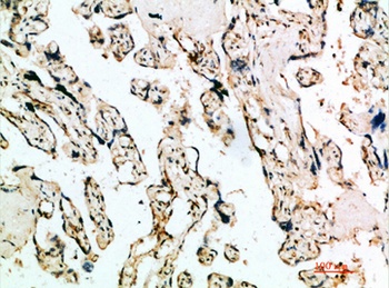 IFN-β rabbit pAb Antibody