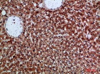 CDNF antibody