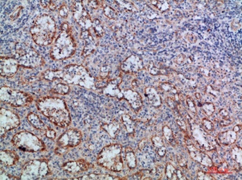LT-β rabbit pAb