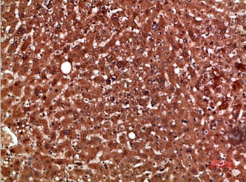 PON1 rabbit pAb Antibody