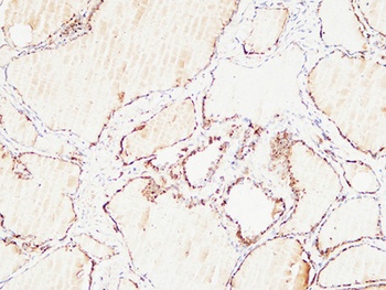 Thyroglobulin rabbit pAb