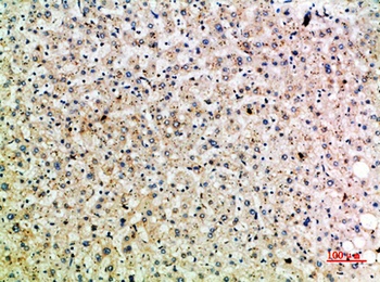 HSP 75 rabbit pAb