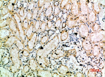 HSP 75 rabbit pAb