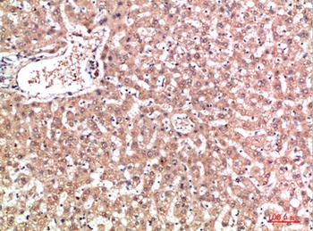 EPG5 rabbit pAb