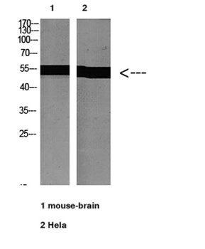 Tubulin α rabbit pAb Antibody