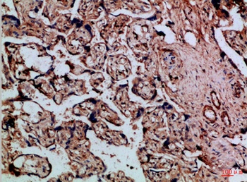 Cystatin B antibody