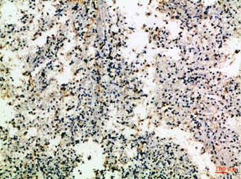 CD80 rabbit pAb